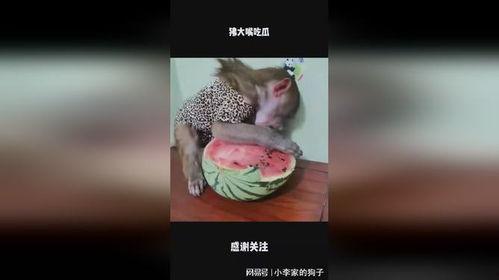 娱乐大嘴吃瓜,揭秘娱乐圈背后的秘密与八卦 第2张 娱乐大嘴吃瓜,揭秘娱乐圈背后的秘密与八卦 第2张